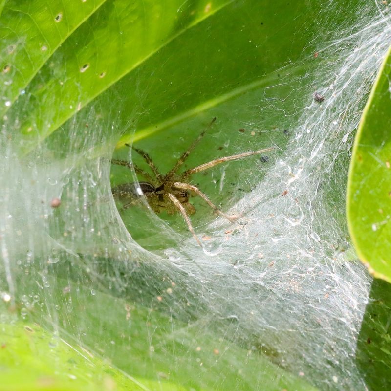 Conditions That Attract Funnel-Weaving Spiders To Lawns Conditions That Attract Funnel-Weaving Spiders To Lawns