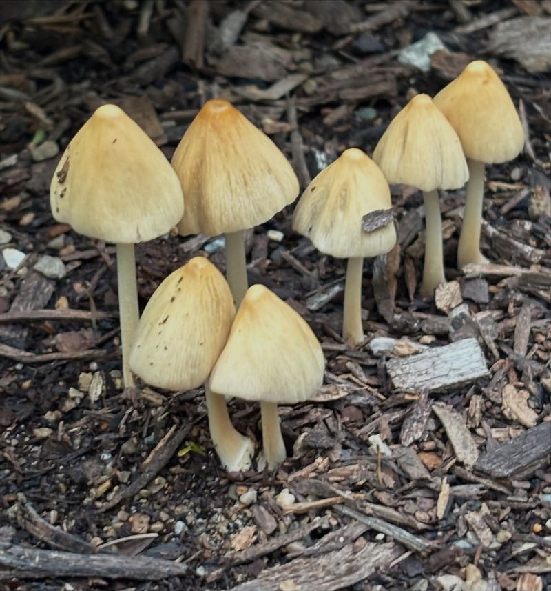 Conditions That Encourage Mushroom Formation