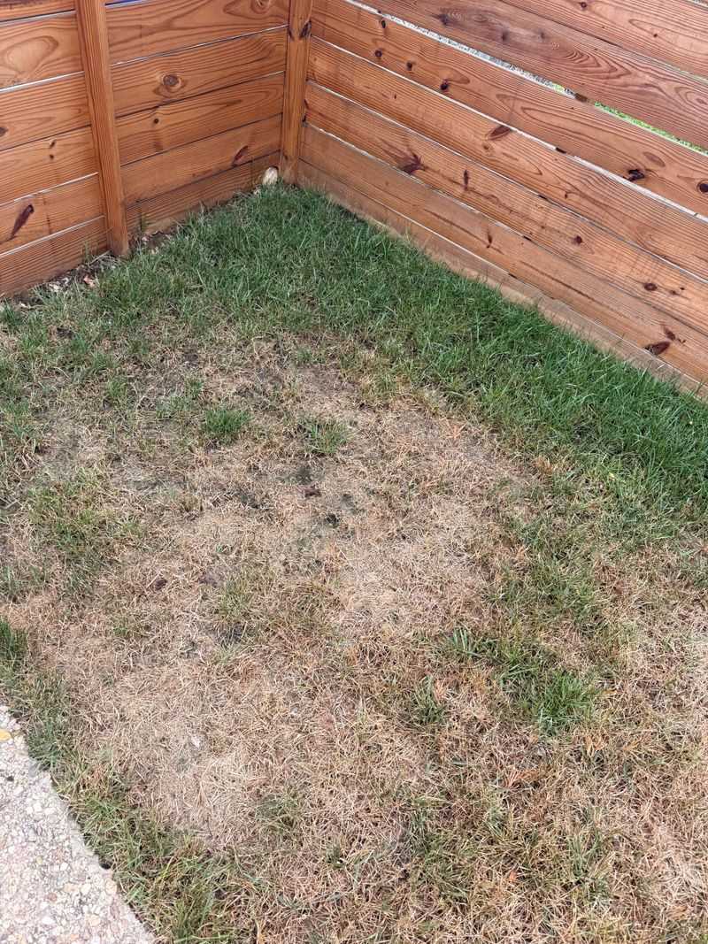 Conditions That Let This Fungus Take Hold In Humid Yards Conditions That Let This Fungus Take Hold In Humid Yards