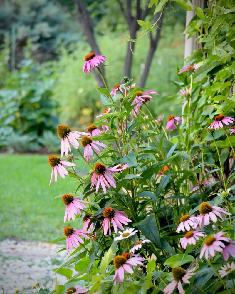 Coneflower