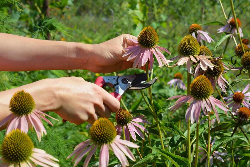 Coneflower (Echinacea) Coneflower (Echinacea)