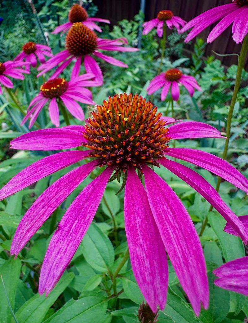 Coneflower (Echinacea) Coneflower (Echinacea)
