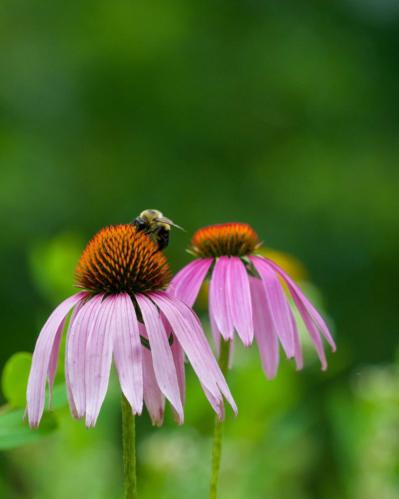 Coneflower Coneflower
