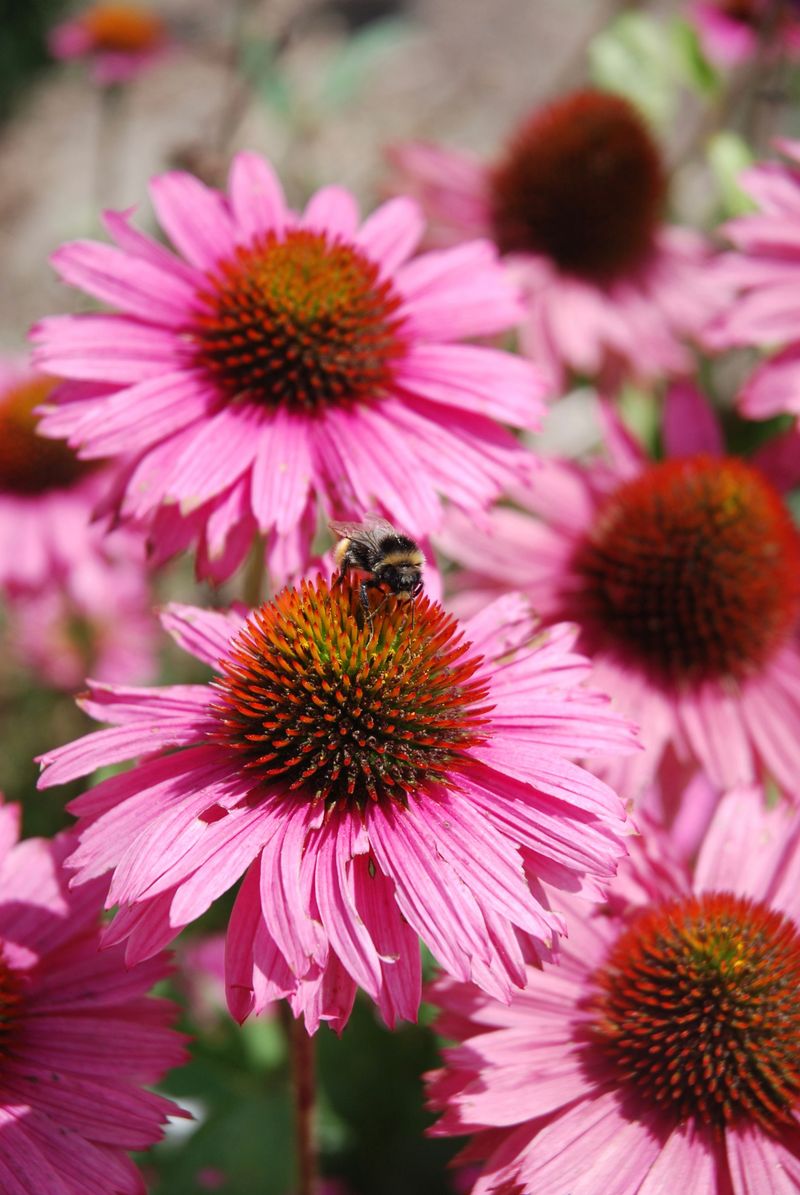 Coneflowers Attract Pollinators Season After Season Coneflowers Attract Pollinators Season After Season