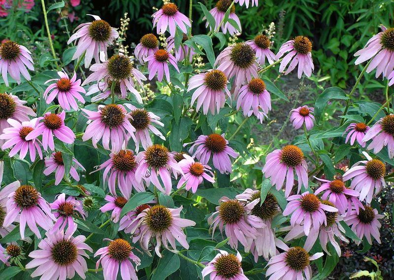 Coneflowers Need Cooler Conditions To Rebuild Roots Coneflowers Need Cooler Conditions To Rebuild Roots