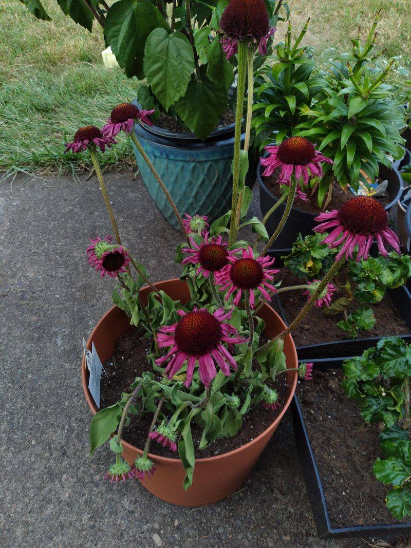 Coneflowers Still Building Strong Roots After Bloom Coneflowers Still Building Strong Roots After Bloom