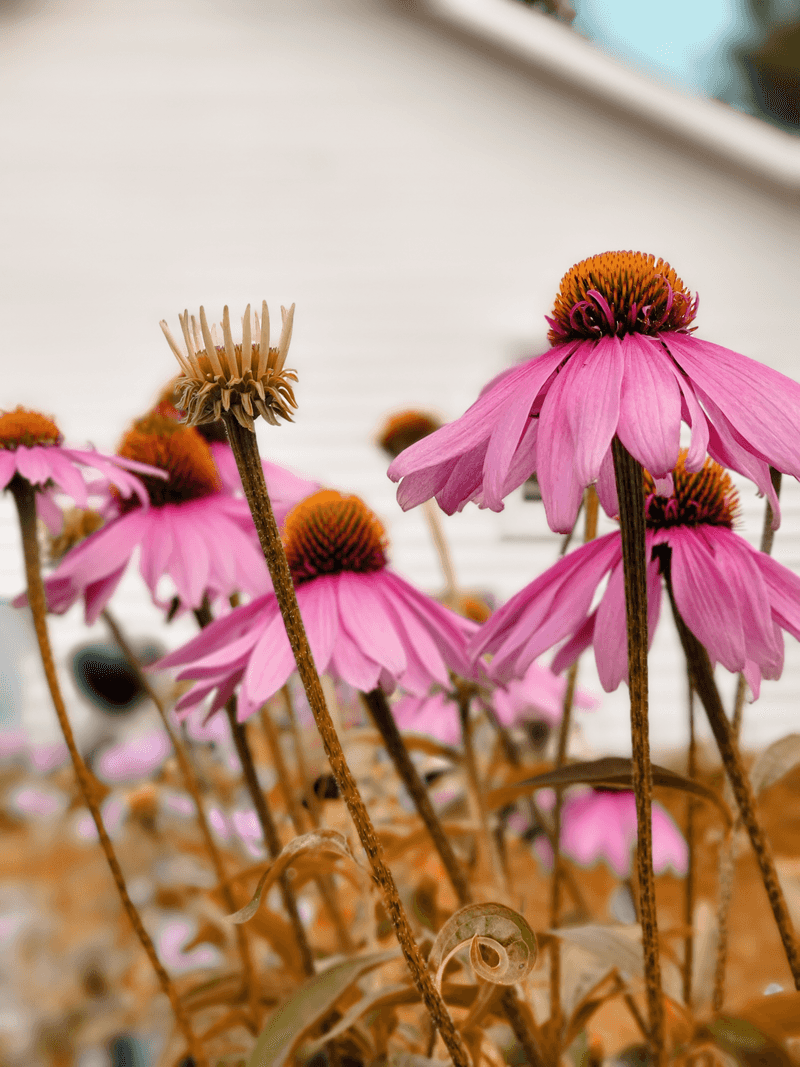Coneflowers Transplant Easily This Time Of Year