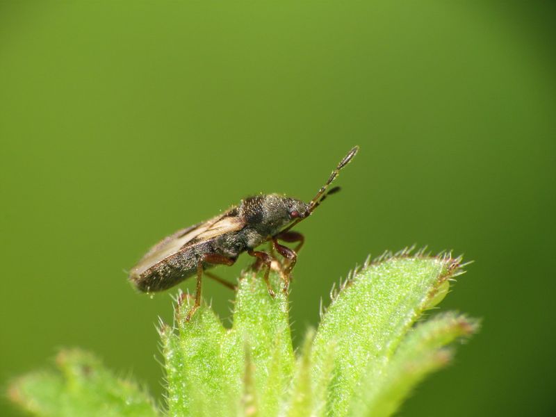 Confirm Chinch Bugs At The Edge Of The Damage