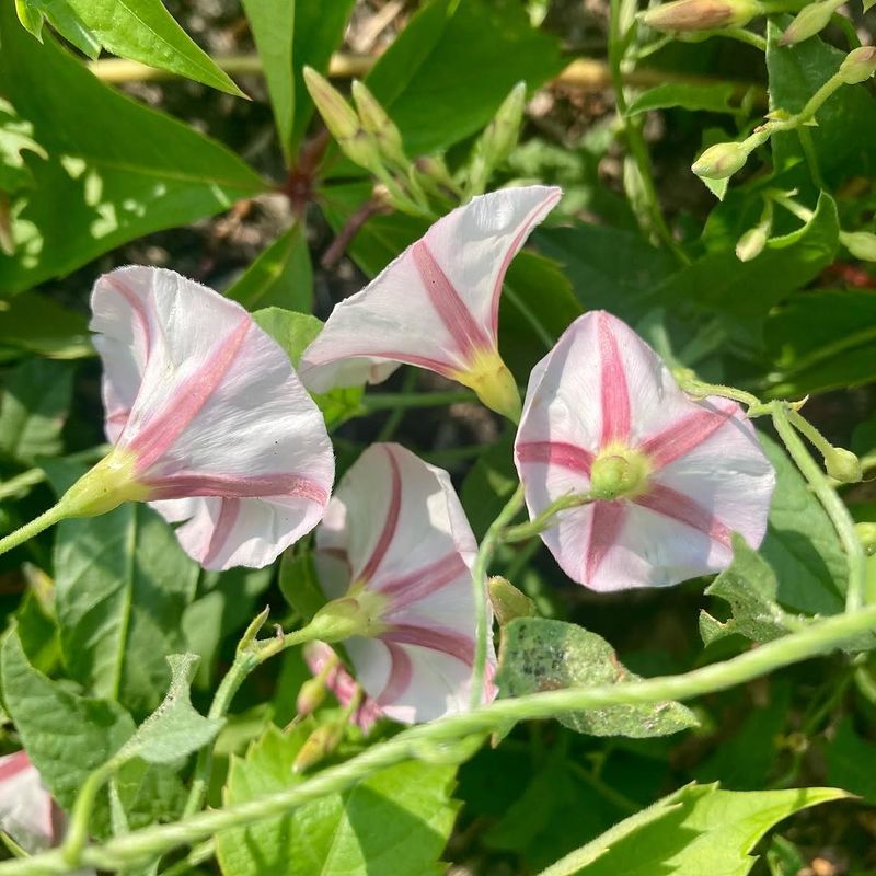Confirm Field Bindweed Before Digging Confirm Field Bindweed Before Digging