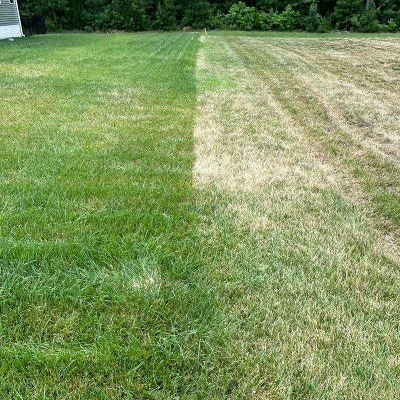 Confirm Fungus Before Reaching For Fungicide Confirm Fungus Before Reaching For Fungicide