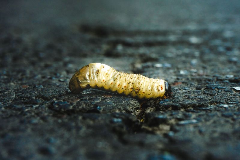 Confirm Grub Species Before Choosing Treatment Options Confirm Grub Species Before Choosing Treatment Options