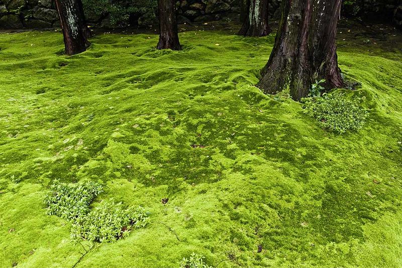 Confirm That Grass Truly Lacks Enough Light Confirm That Grass Truly Lacks Enough Light