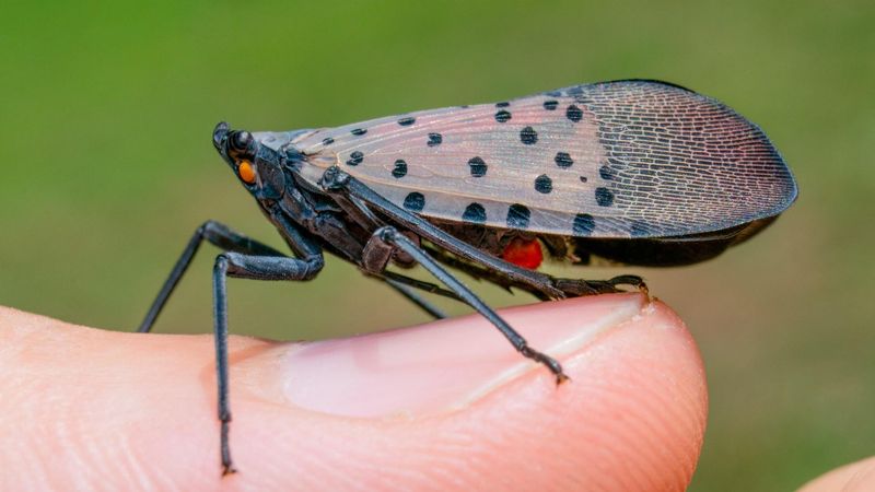 Confirm The Insect Before Taking Action Confirm The Insect Before Taking Action