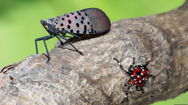 Confirm The Insect Before Taking Action Confirm The Insect Before Taking Action
