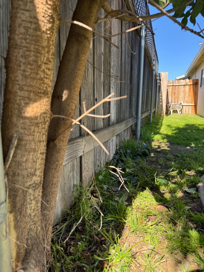 Confirm Who Owns The Street Tree