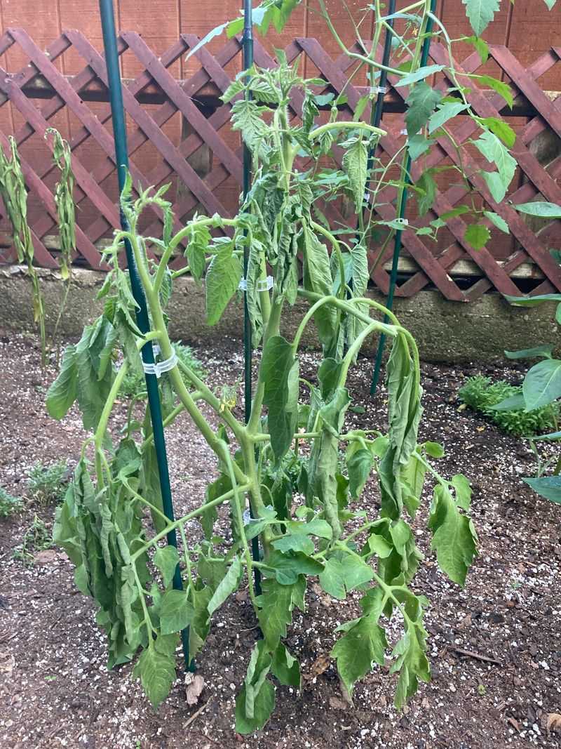 Connect Hot Wet Soil With Higher Risk Connect Hot Wet Soil With Higher Risk