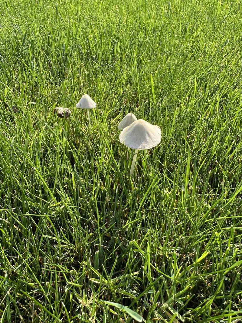 Connect Mushrooms With Buried Organic Matter Connect Mushrooms With Buried Organic Matter
