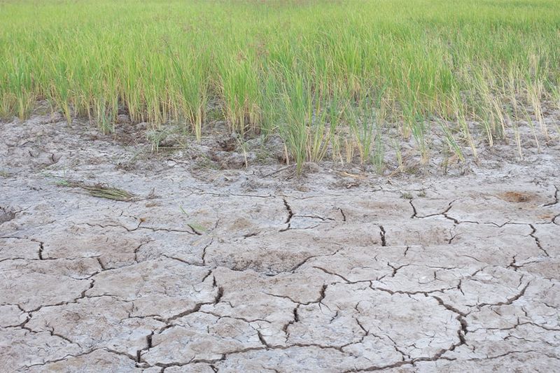Consider Salt Stress In Texas Soil Consider Salt Stress In Texas Soil