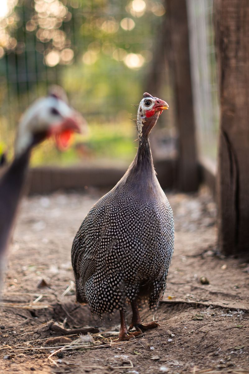 Considerations Before Adding This Bird To Your Property