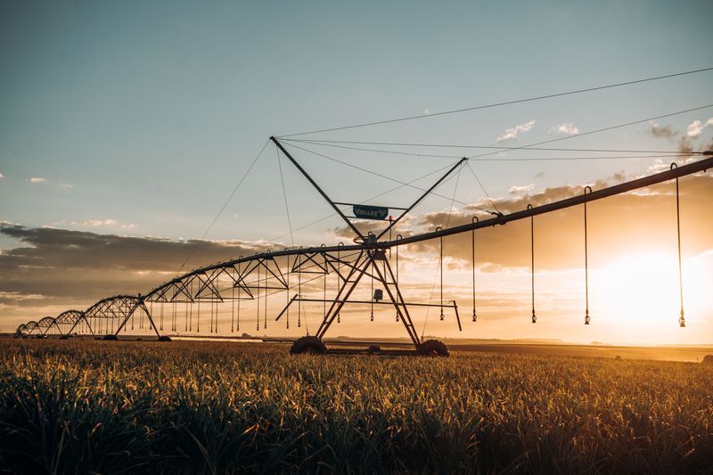 Consistent Irrigation Supports Even Growth Consistent Irrigation Supports Even Growth