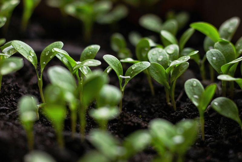 Consistent Moisture Helps Seeds Begin Germination