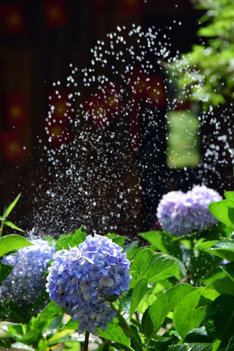 Consistent Moisture Is Just As Important As Sun Exposure Consistent Moisture Is Just As Important As Sun Exposure