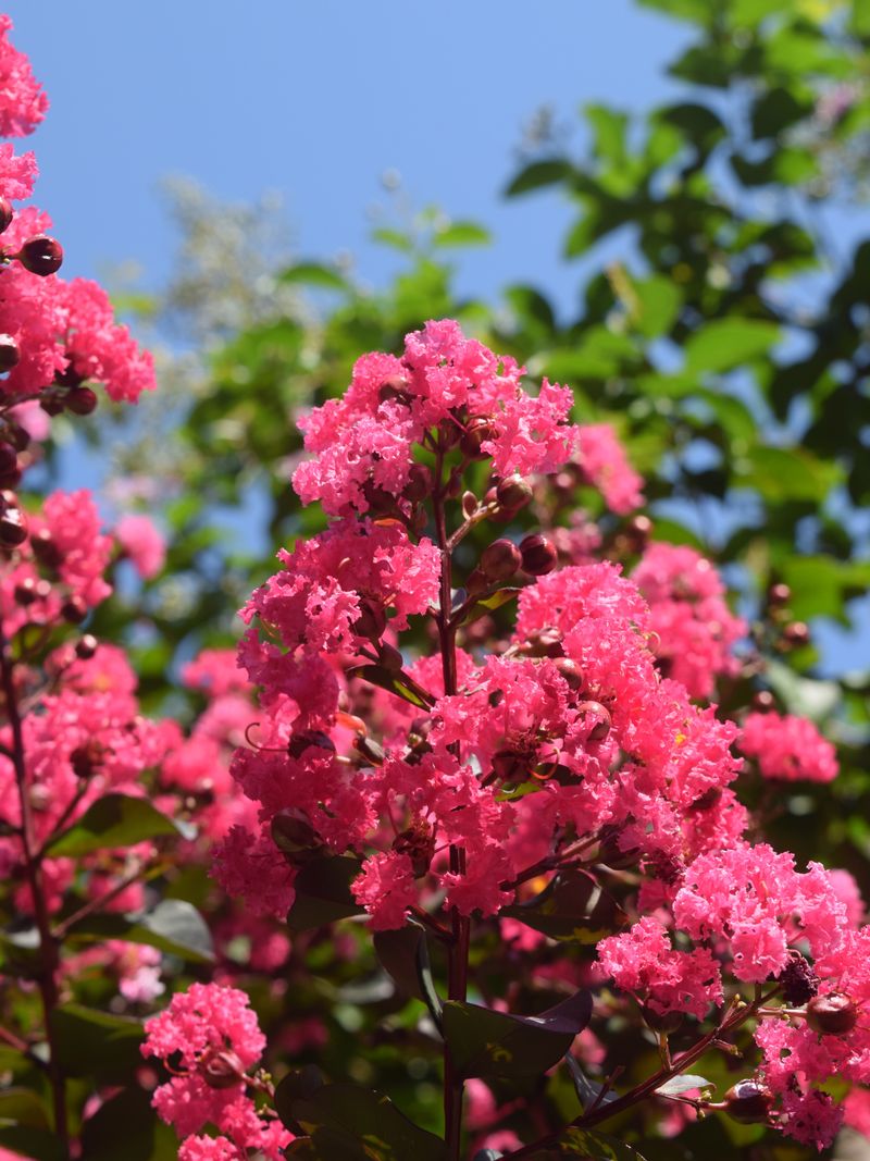 Consistent Moisture Supports Blooms During August Heat Consistent Moisture Supports Blooms During August Heat