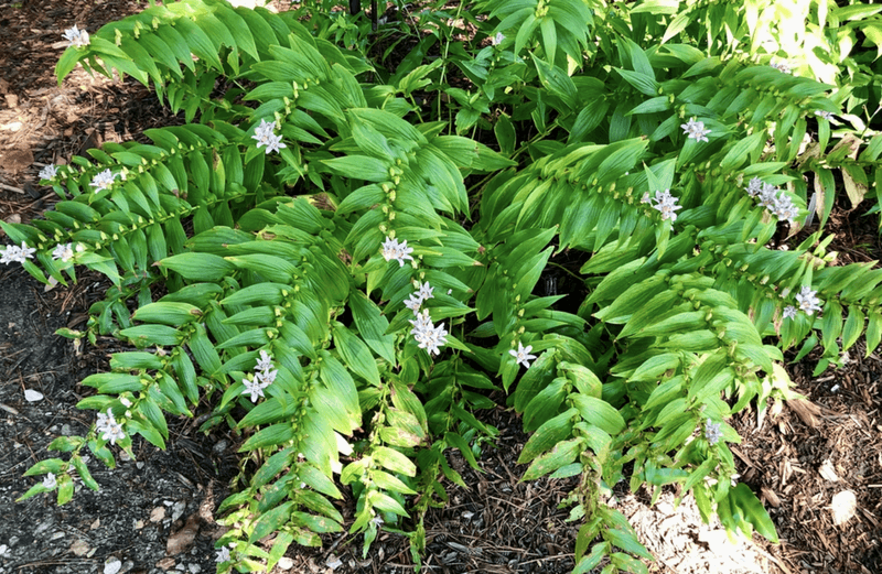 Consistently Moist Soil Supports Developing Buds And Blooms