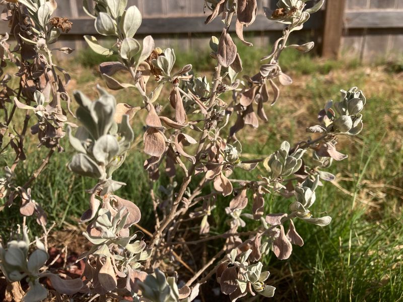 Constant Cutting Can Put Extra Stress On The Shrub