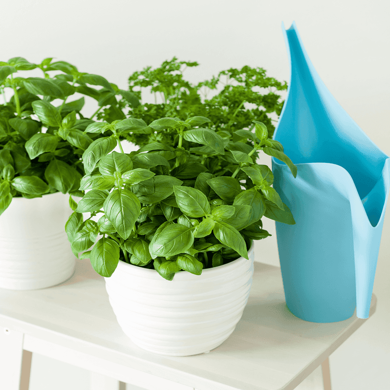 Container Basil Has One More Option