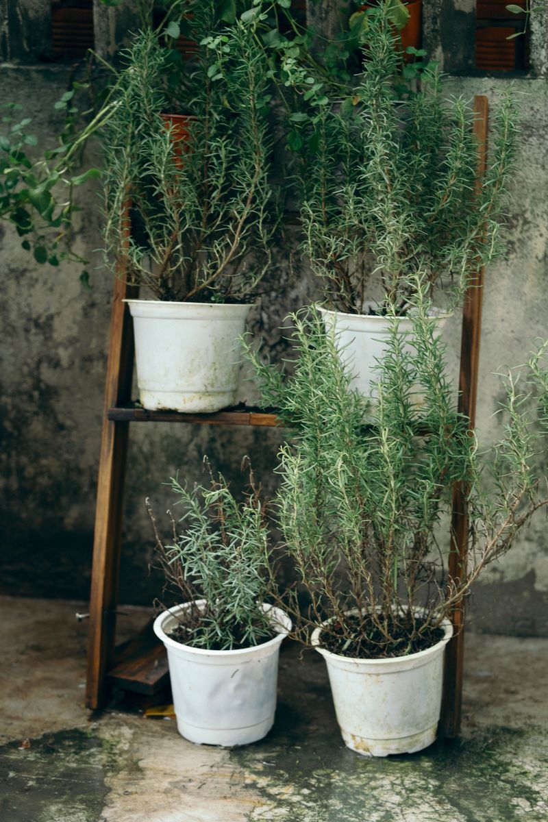 Container-Friendly Roots Adapt To Pots