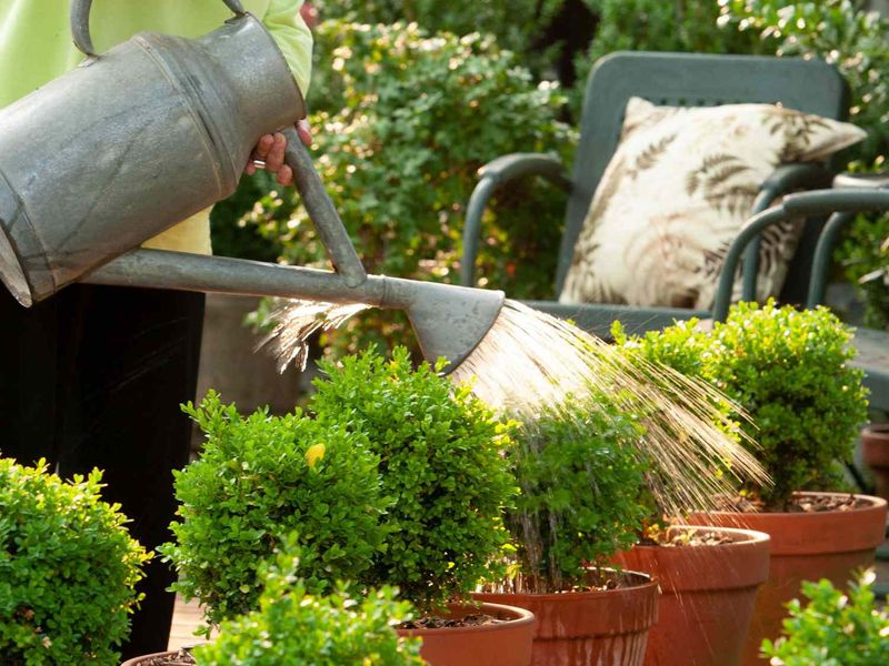 Container Plants Can Still Dry Out Quickly