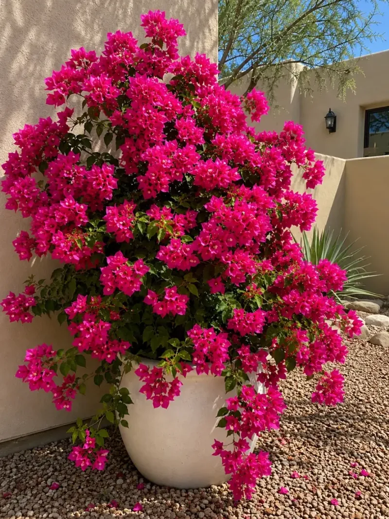 Container Plants Dry Out Faster Than Garden Plants Container Plants Dry Out Faster Than Garden Plants