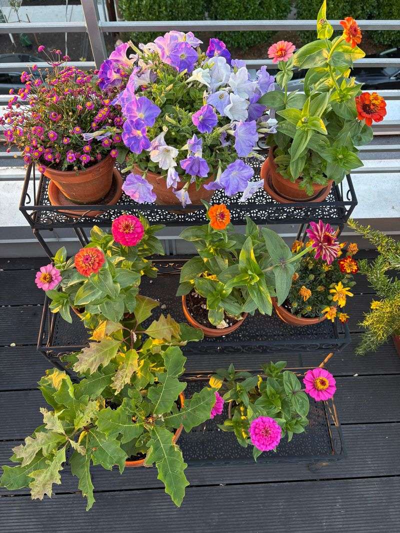 Container Plants Still Need Closer Attention