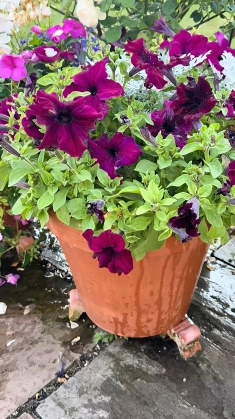 Container Roots Are Overcrowded Container Roots Are Overcrowded