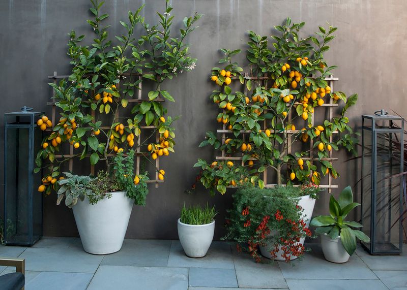 Container Size Changes The Watering Rhythm