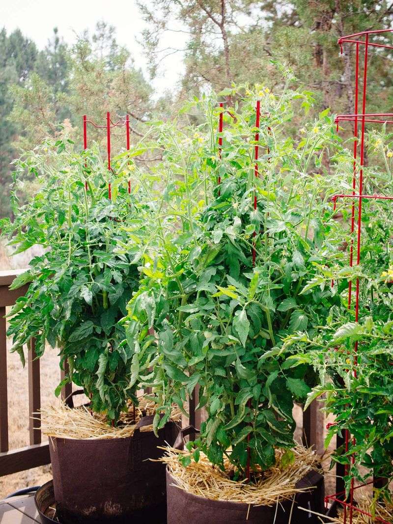 Container Tomatoes Can Dry Out Faster Than Garden Plants Container Tomatoes Can Dry Out Faster Than Garden Plants