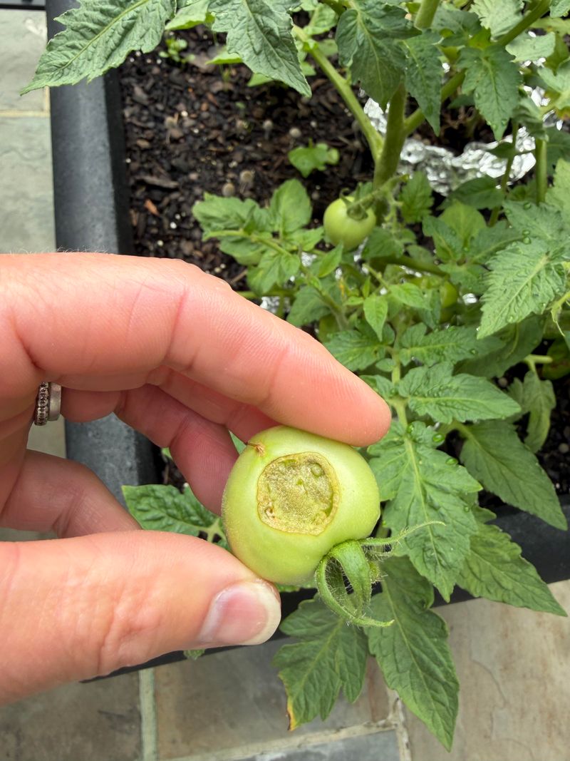Container Tomatoes Need Extra Attention Container Tomatoes Need Extra Attention