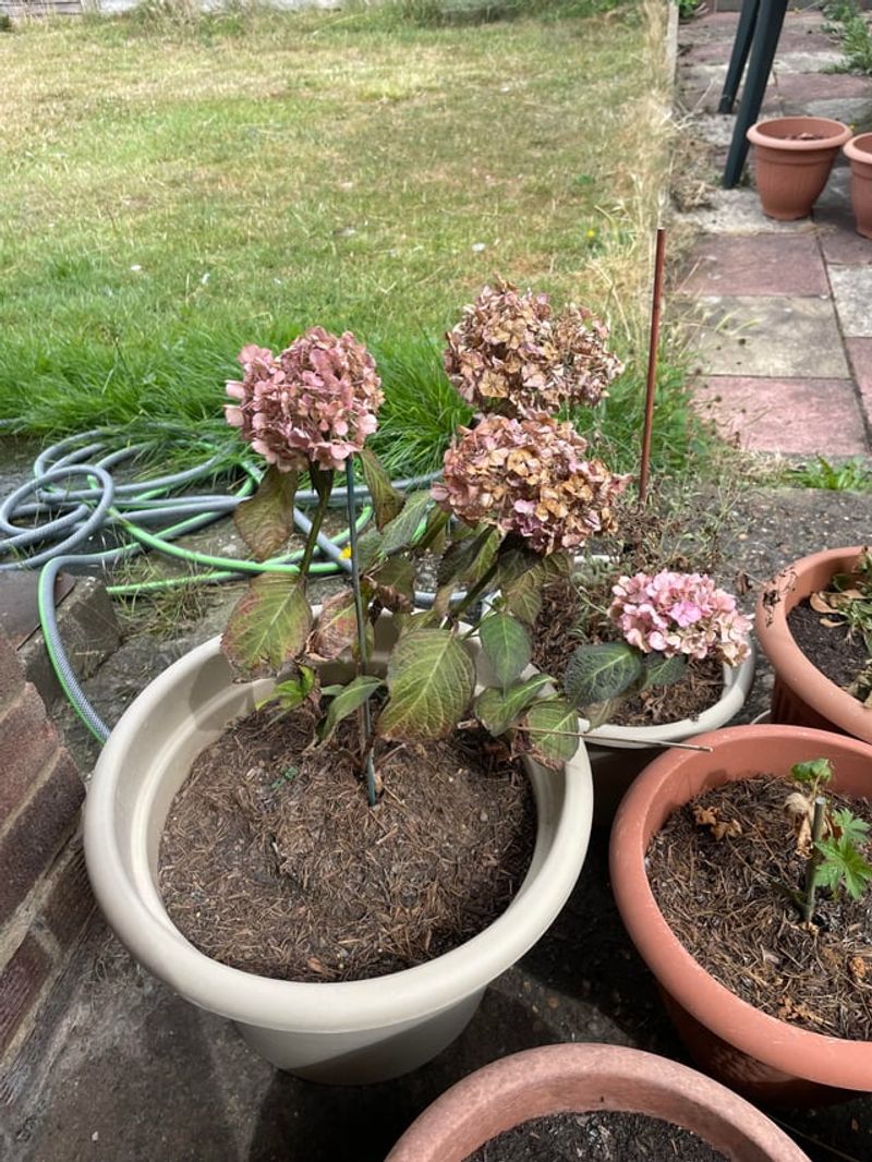 Containers Can Dry Out Between Rainy Periods