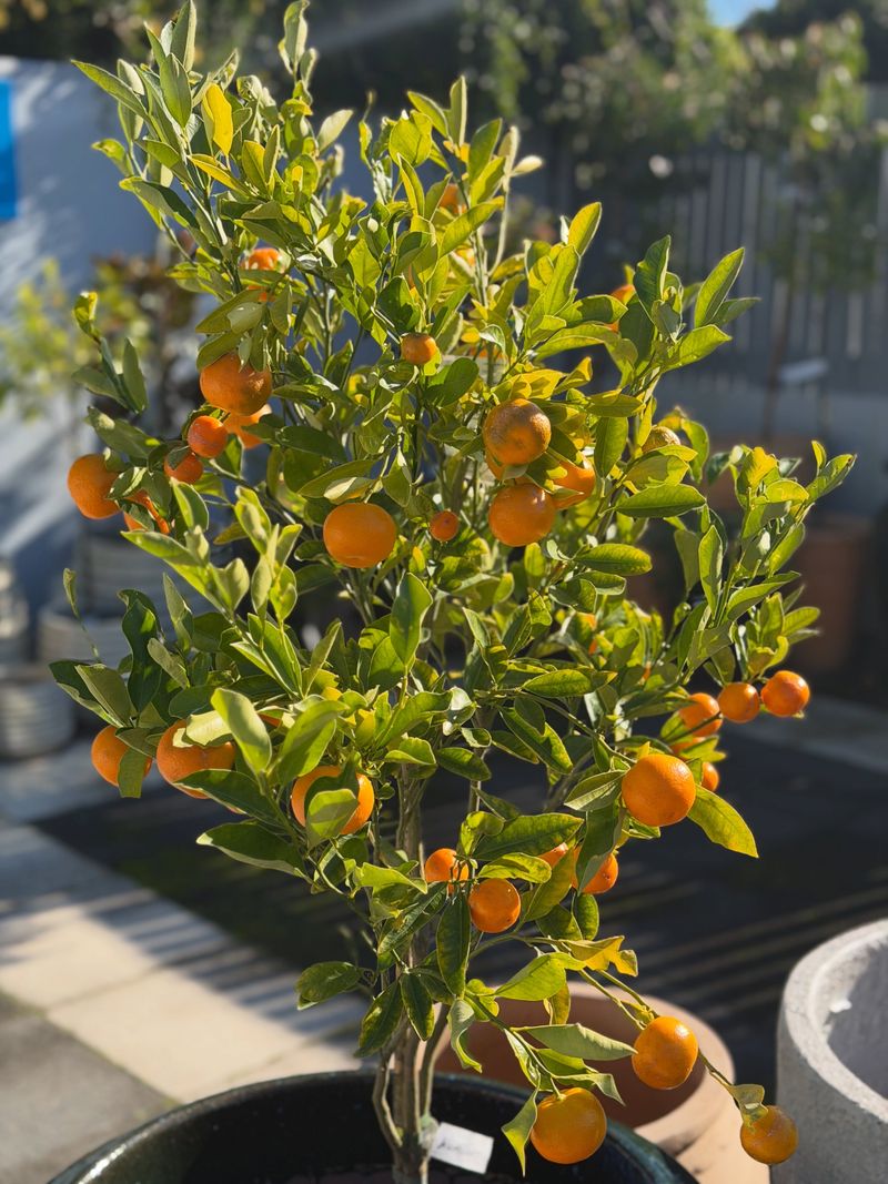 Containers Giving This Compact Tree Plenty Of Room Containers Giving This Compact Tree Plenty Of Room