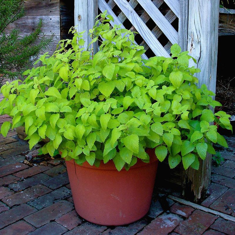Containers Keep Lemon Balm Easy To Grow Containers Keep Lemon Balm Easy To Grow