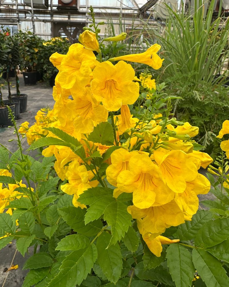 Containers Making Esperanza Easy To Control