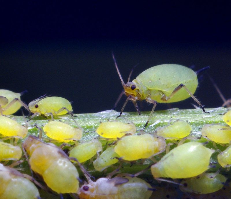 Control Aphid Populations To Cut Food Source