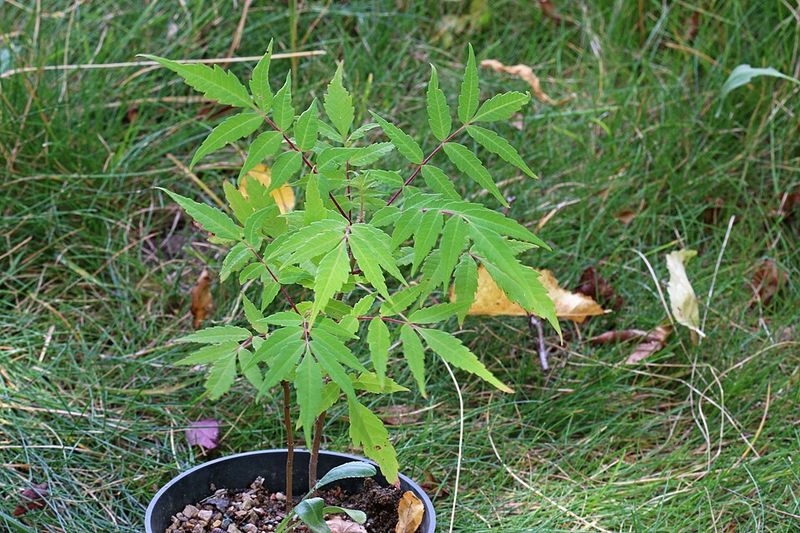 Control New Shoots Before The Colony Spreads Control New Shoots Before The Colony Spreads