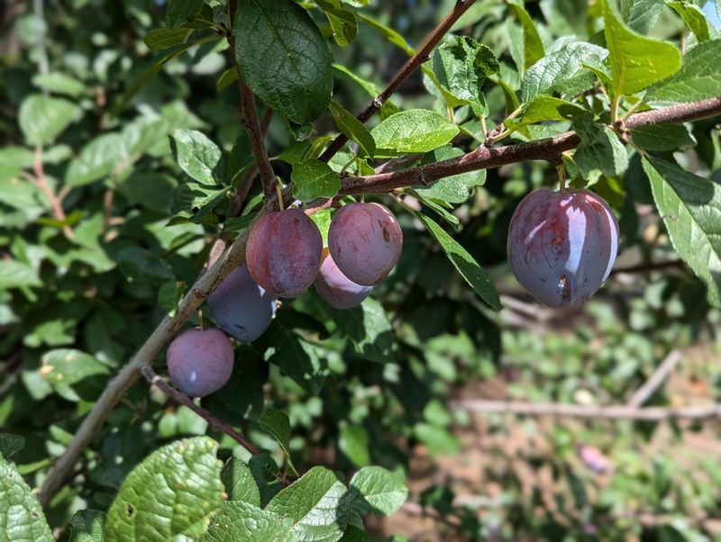 Control Plum And Prune Vigor Lightly