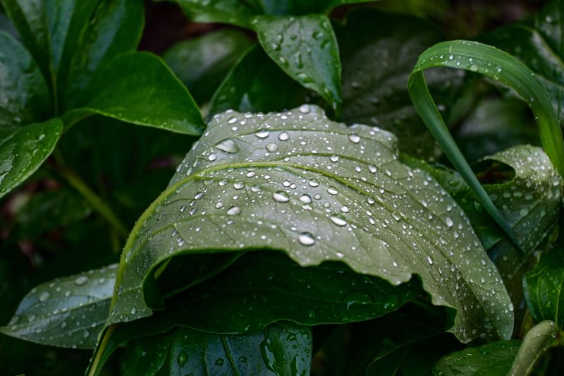 Cool Dewy Mornings Can Change The Best Watering Time