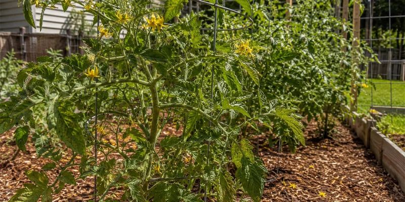 Cool Heat Stress Before Growth Stalls