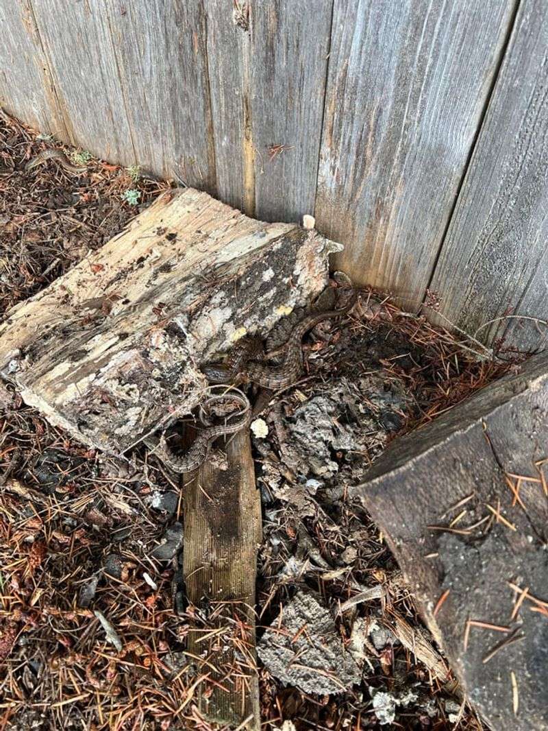 Cool Hiding Spots Are Keeping Them Close