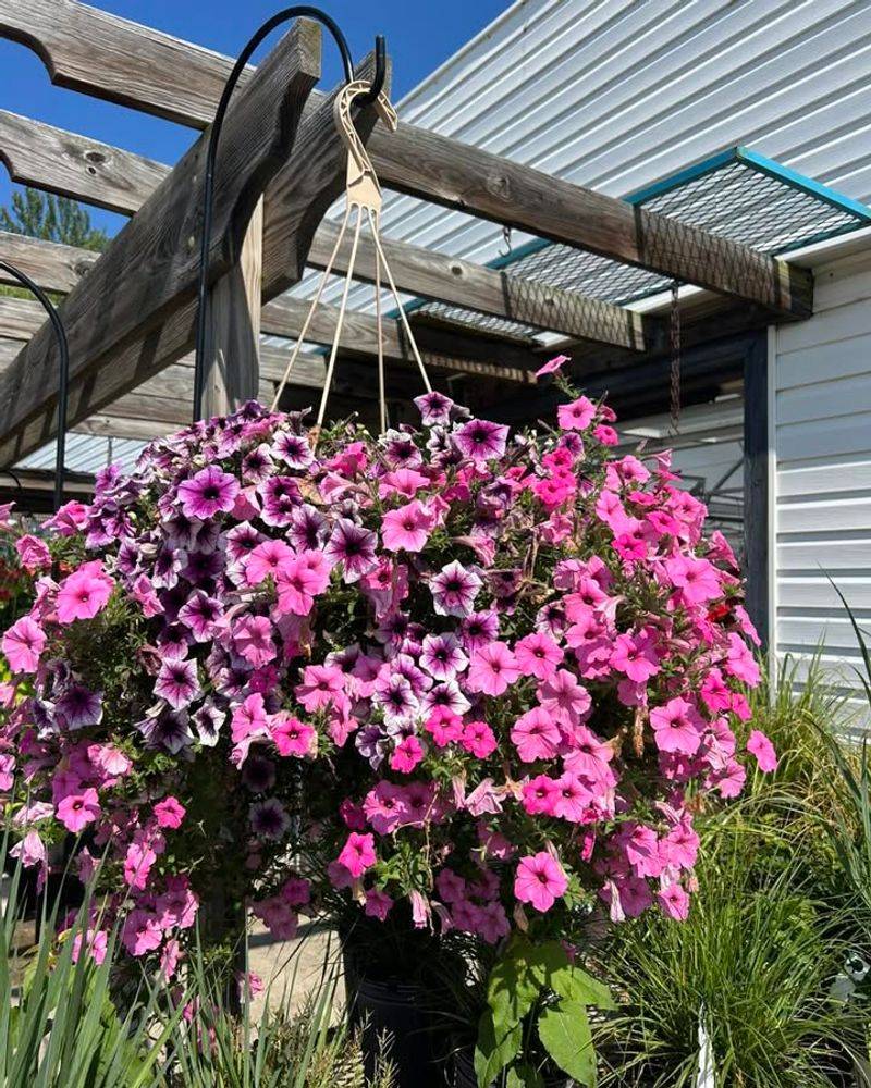 Cool Hose Water Prevents Root Shock