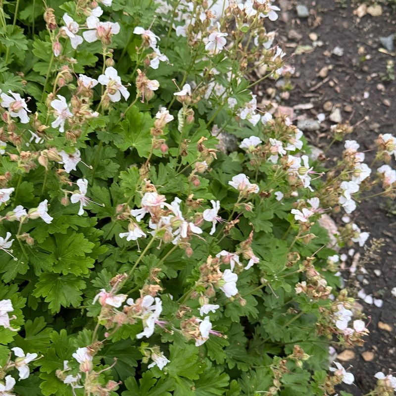 Cool Nighttime Temperatures Delay Budding Cool Nighttime Temperatures Delay Budding
